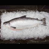 Whole Fish