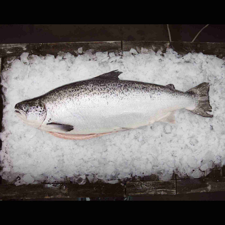 Whole Fish
