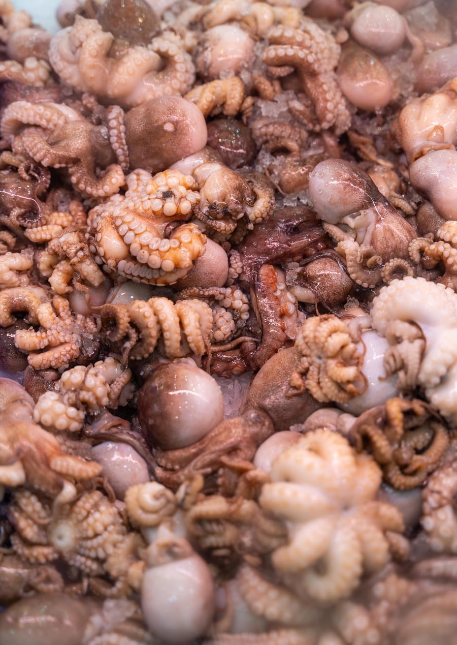 Baby Octopus