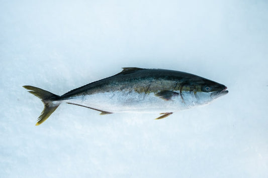 Hiramasa Kingfish 4-5kg Per Fish