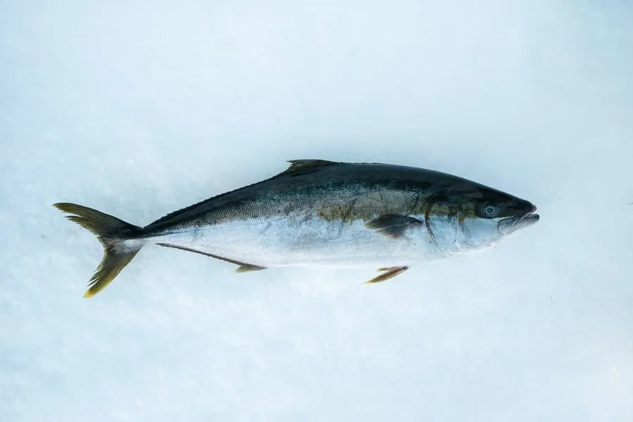 Hiramasa Kingfish on ice