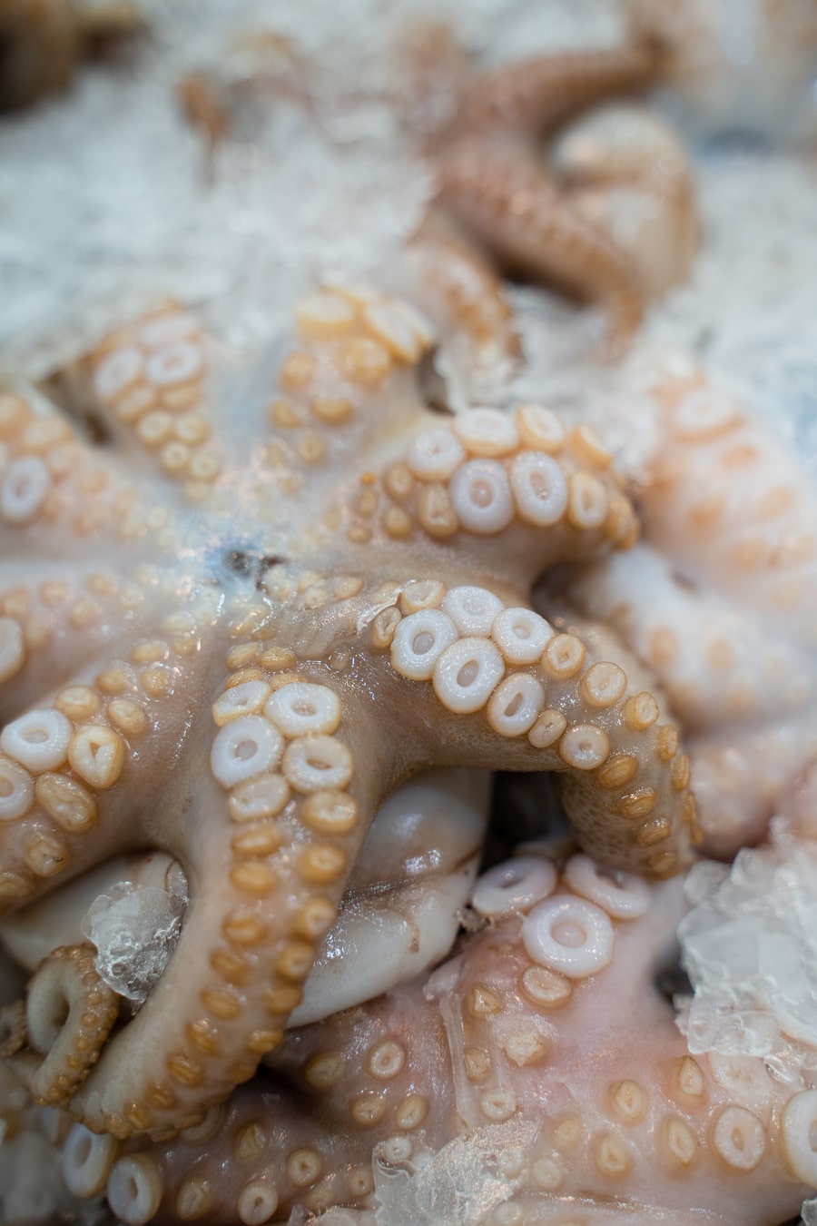 Medium Octopus