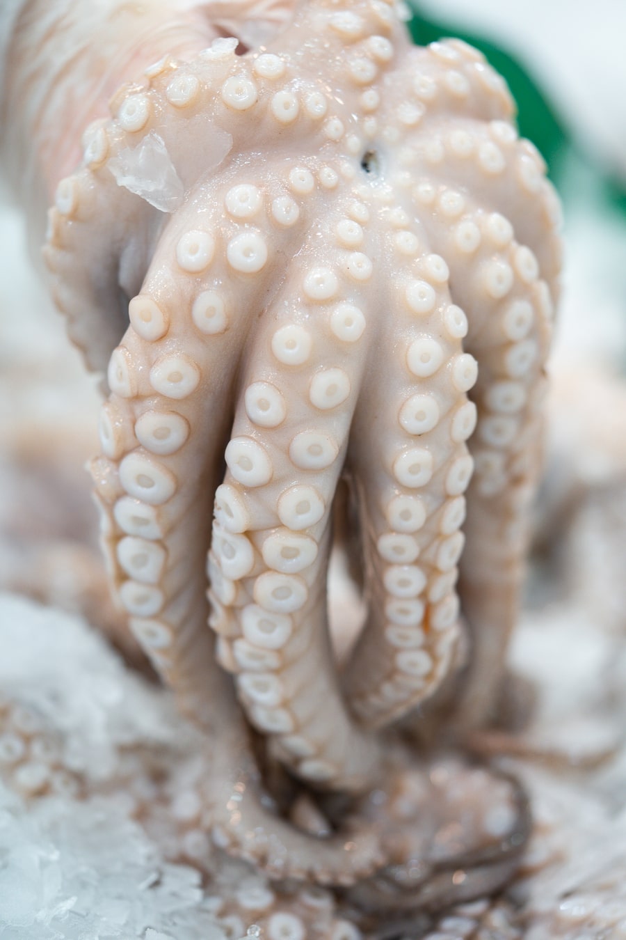 Medium Octopus