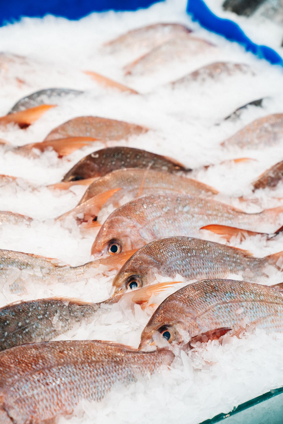 Snapper Plate Frozen