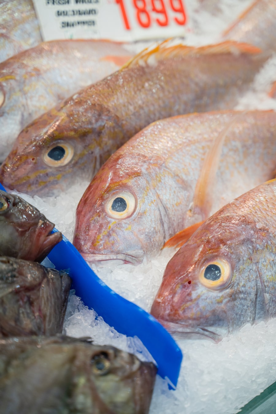 Snapper Frozen