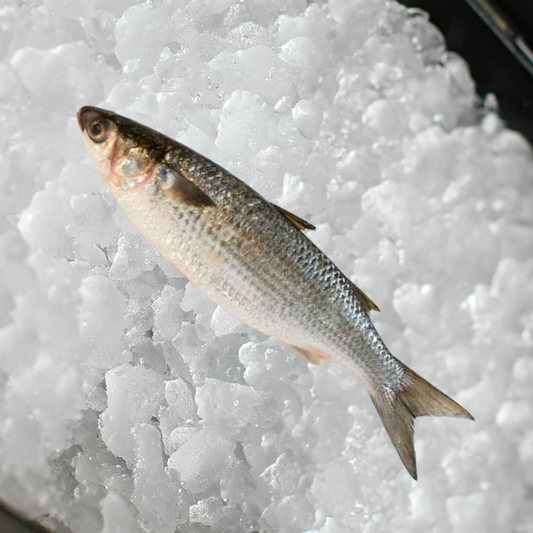 Sea Mullet per 1kg