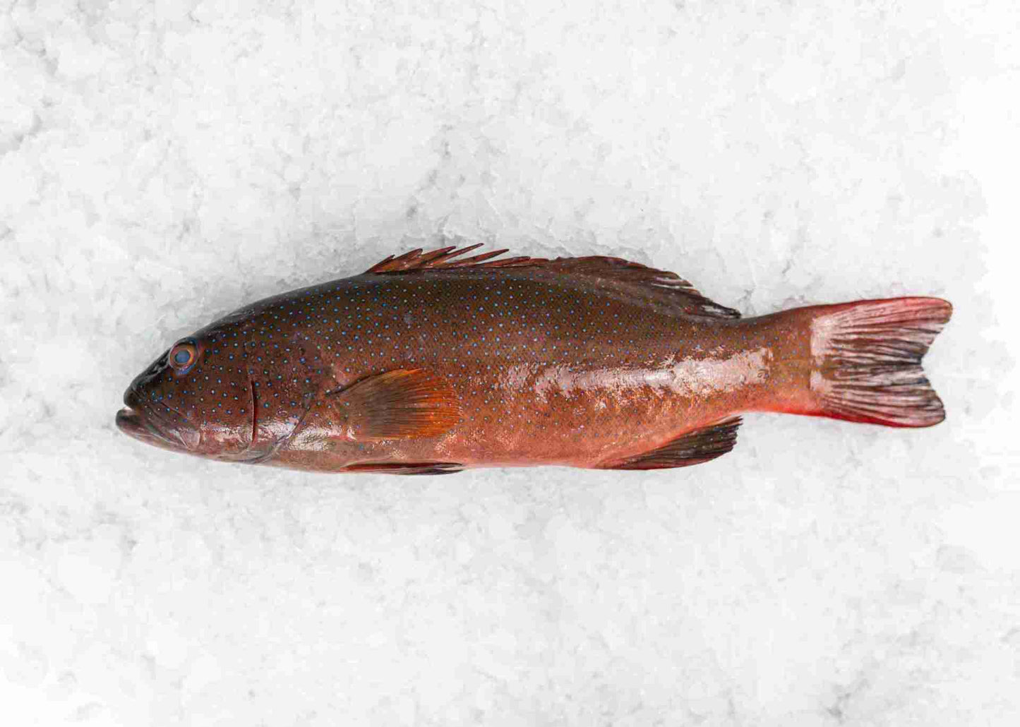 Coral Trout