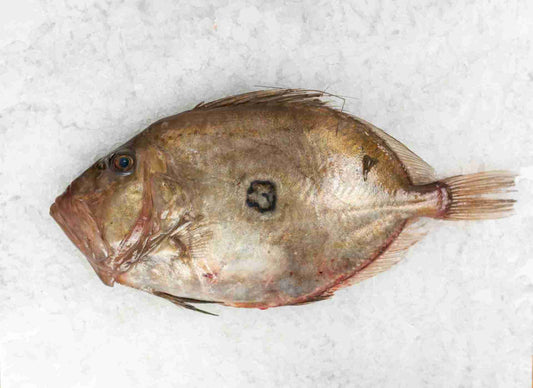 Whole John Dory