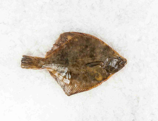 Yellow Belly Flounder