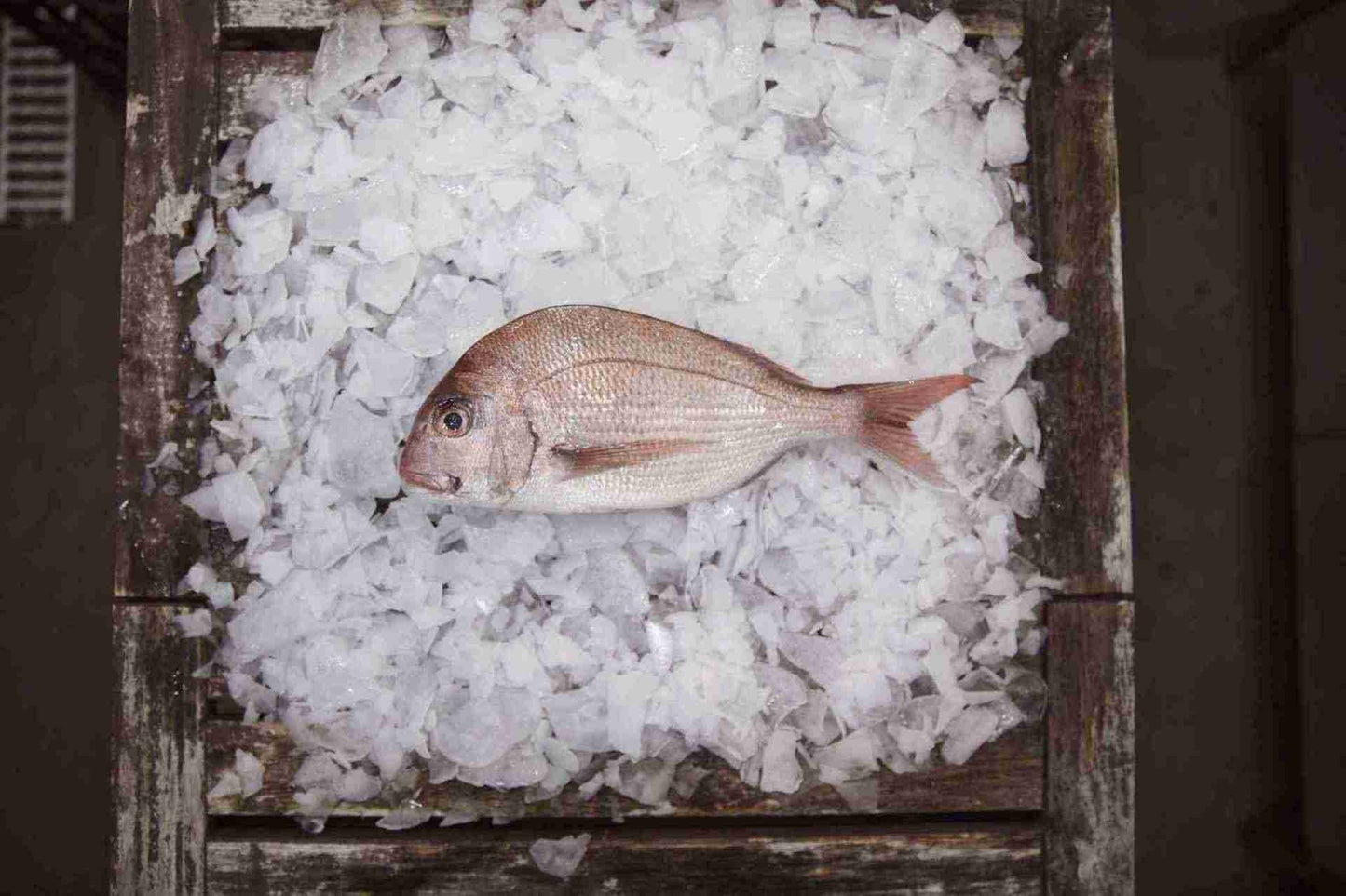 Snapper Plate