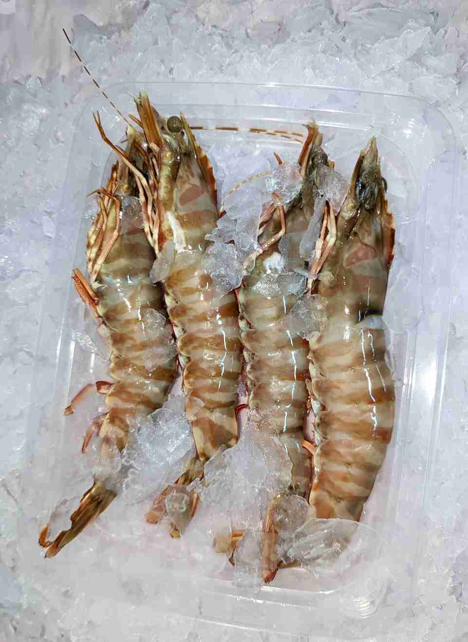 Green Tiger Prawn