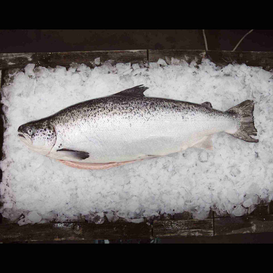 Whole Fish Delivery | Buy Whole Fish Online – Getfish Seafood