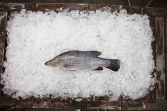 Plate Barramundi 600-800g Per Fish