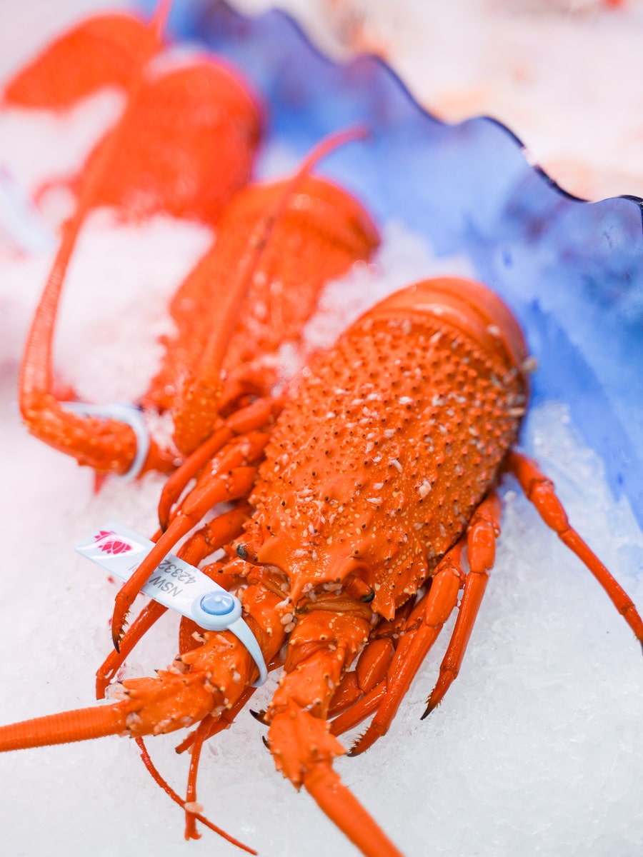 Fresh Eastern Rock Lobster