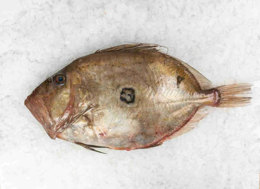 Whole John Dory