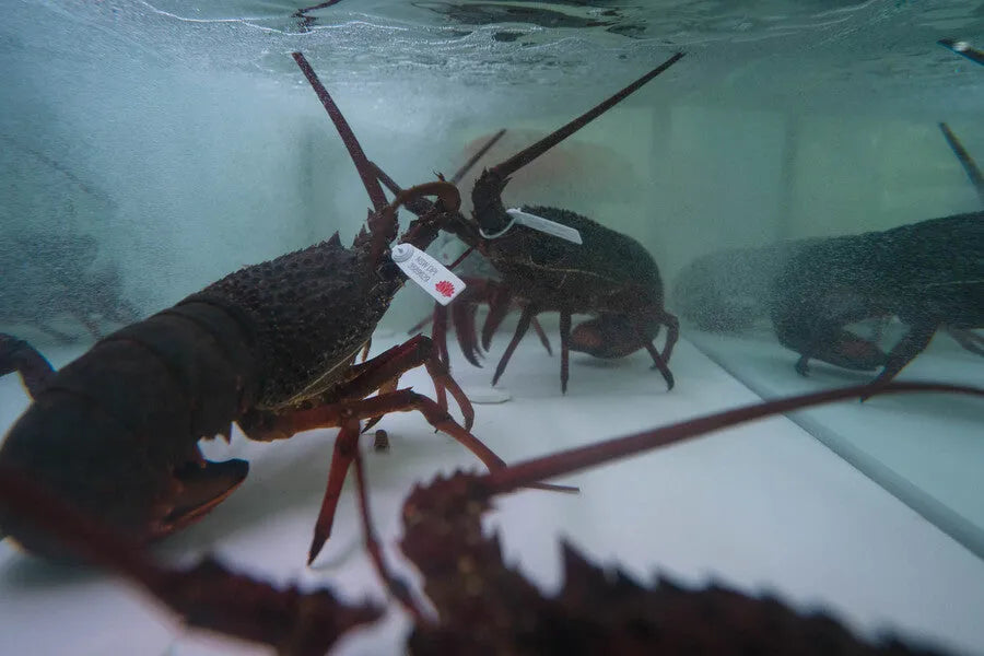 Live Eastern Rock Lobster