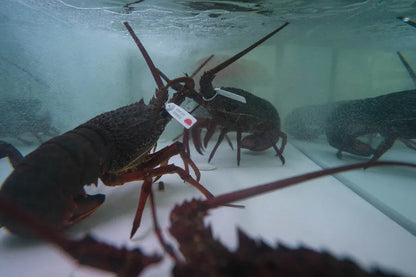 Live Eastern Rock Lobster