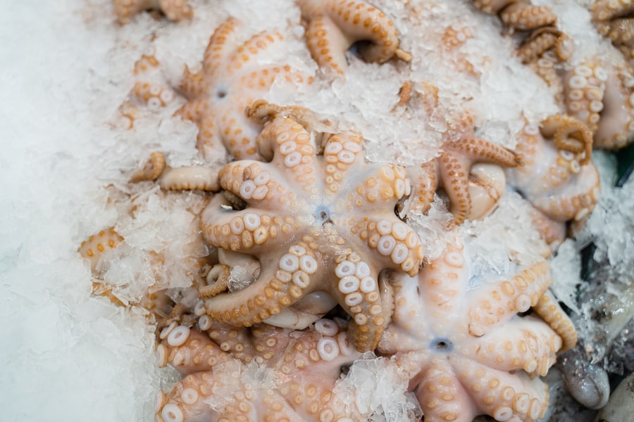 Medium Octopus