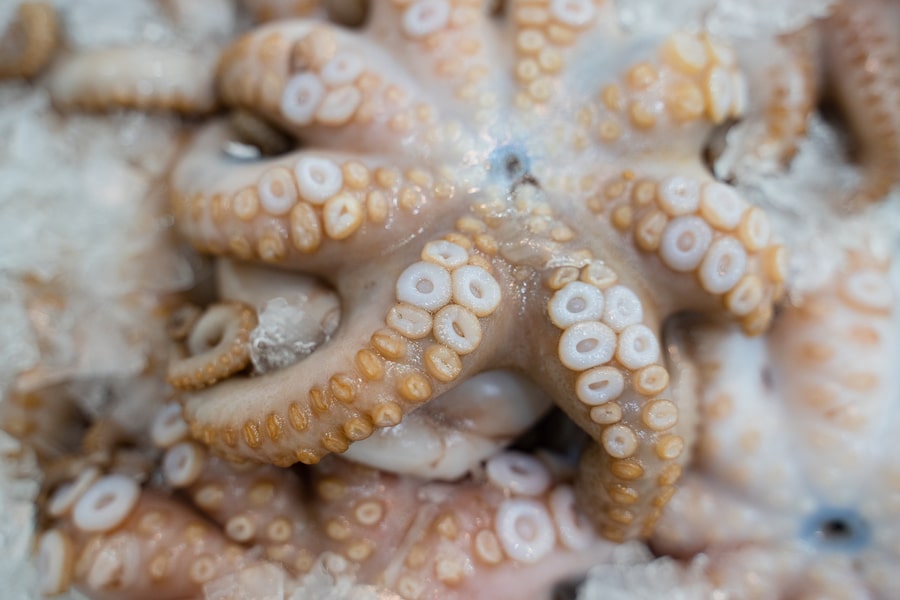 Medium Octopus Per 500g