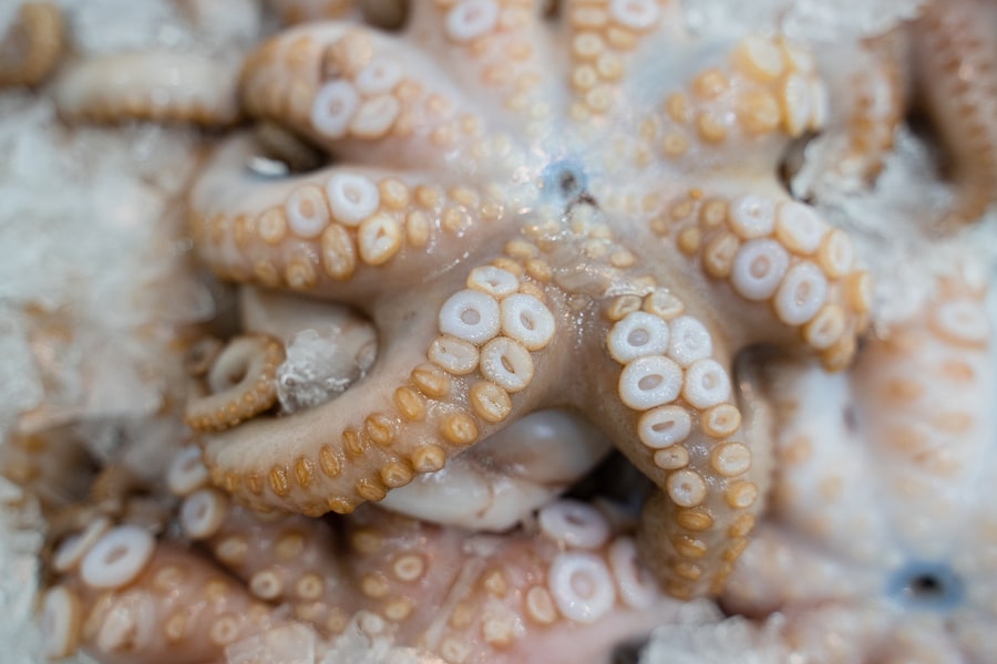 Medium Octopus