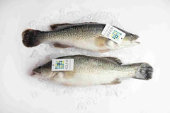 Whole Murray Cod "Aquna" per Piece 800g- 1kg