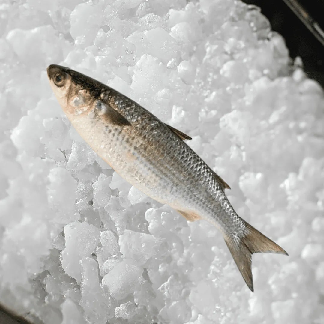 Sea Mullet per 1kg