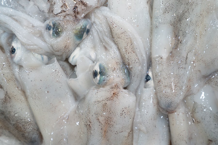 Southern Calamari