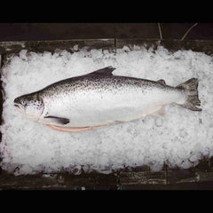 Tasmanian Salmon 3-4kg