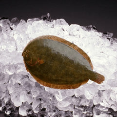 Turbot 1.2-1.5kg per fish