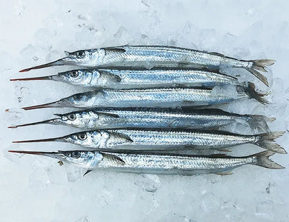 ガーフィッシュ1kgあたり