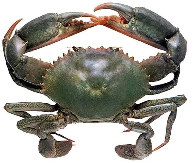Mud Crab