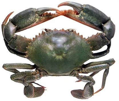 Mud Crab LIVE  (800g - 1kg)