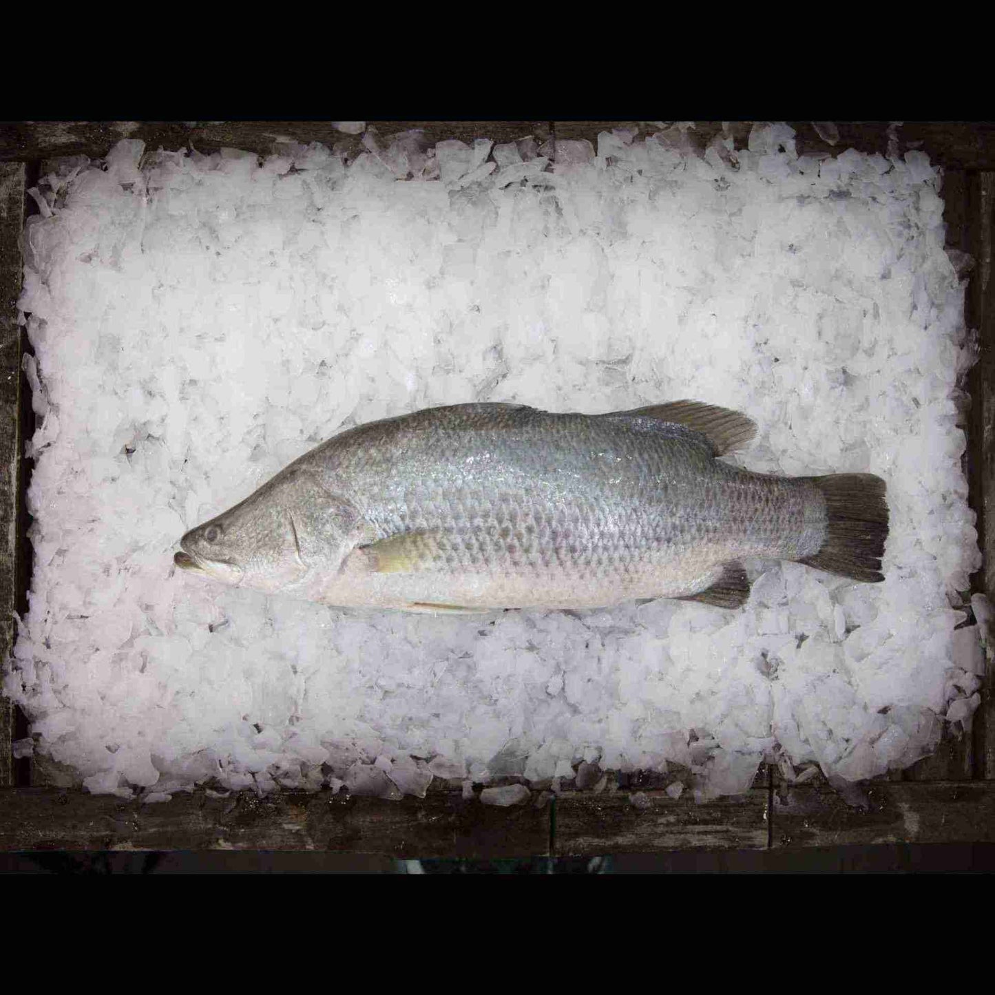 Fish on ice