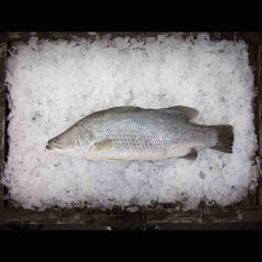大号澳洲肺鱼 4-5kg/条