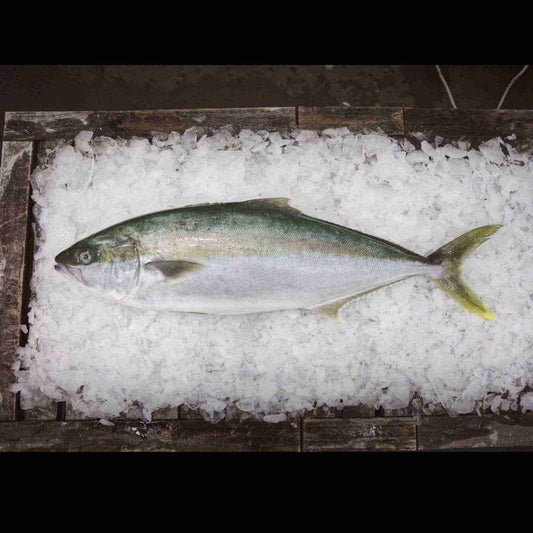 Hiramasa Kingfish on ice