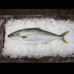 Hiramasa Kingfish 4-5kg Per Fish