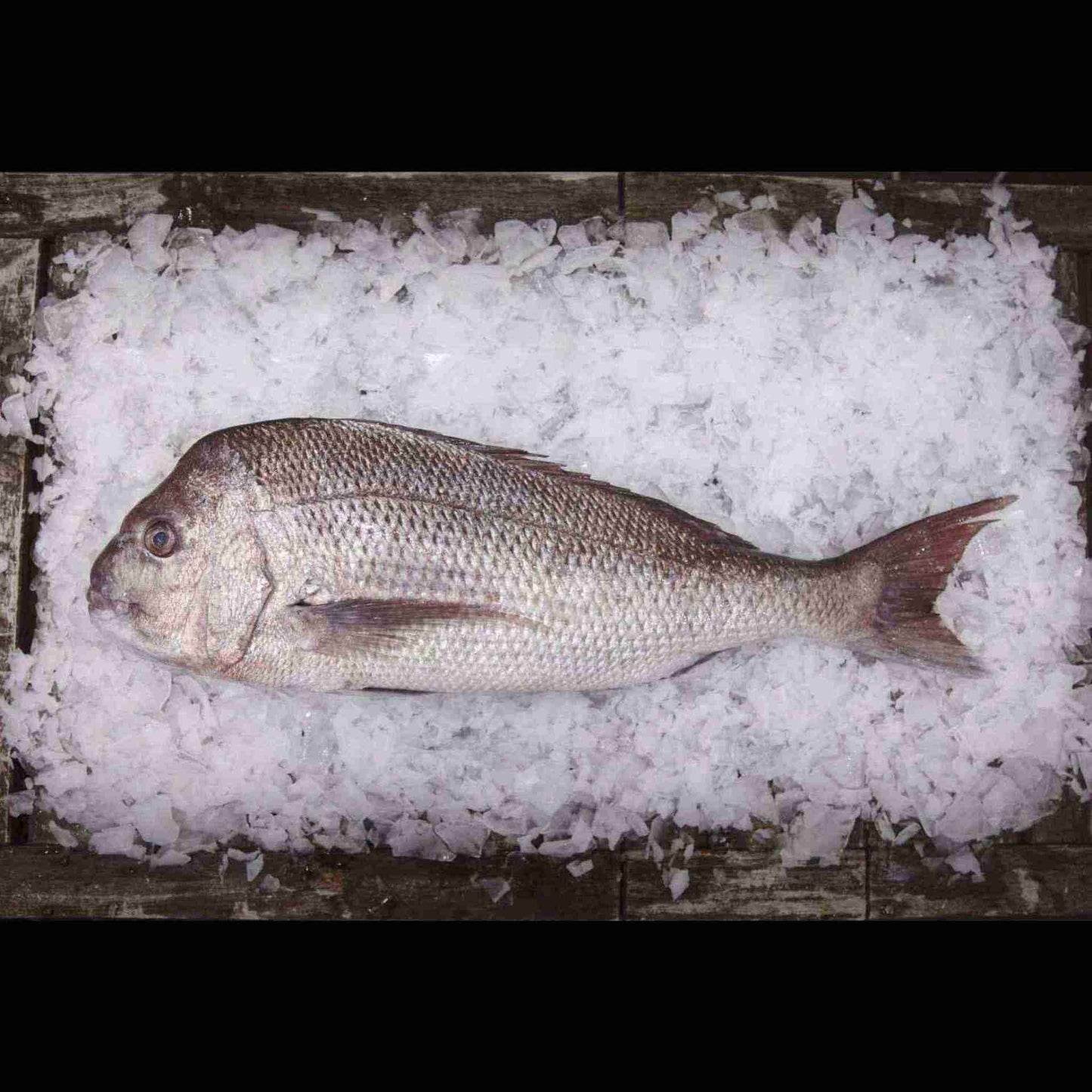 Large Snapper 3kg Per Fish