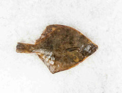 Yellow Belly Flounder 300-350g