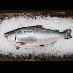 King Salmon 4-5kg Per Fish