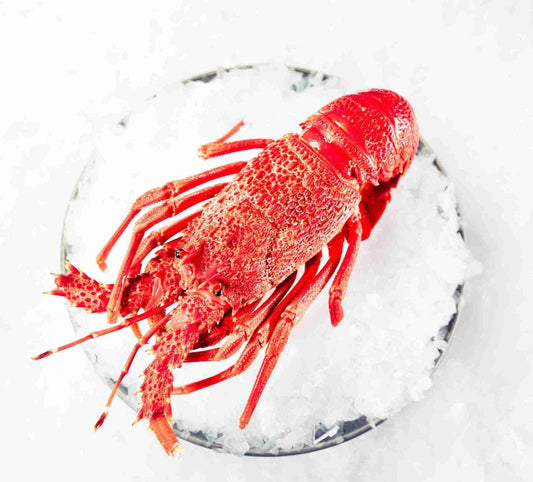 Southern Rock Lobster