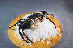 活体泥蟹 (800g - 1kg)