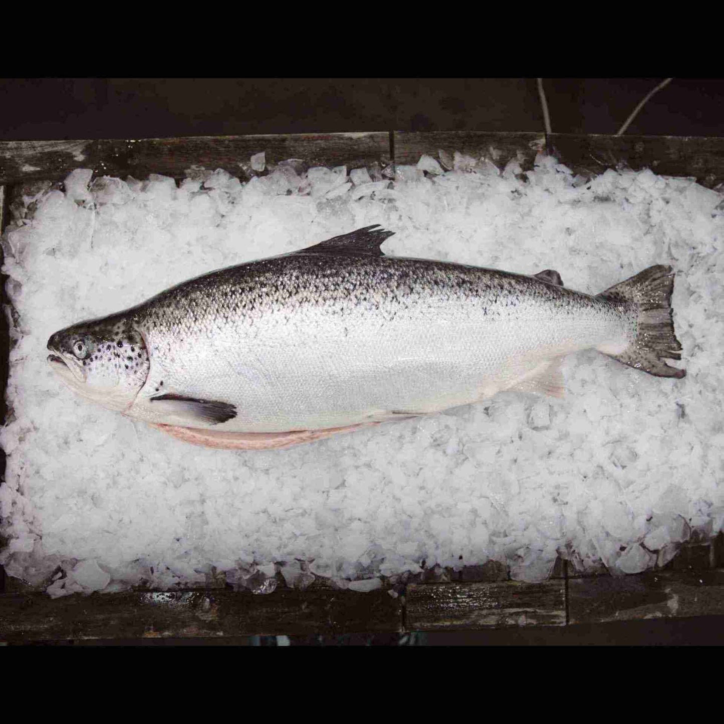 Tasmanian Atlantic Salmon