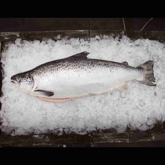 Tasmanian Salmon 3-4kg