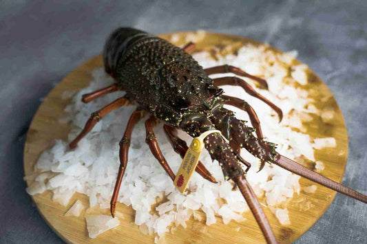 Live Eastern Rock Lobster